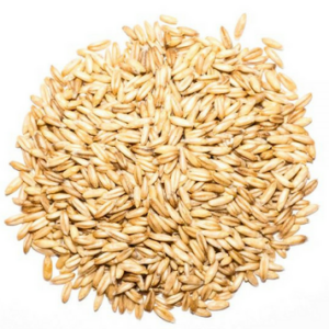 Barley Malt Sprouts